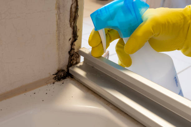 DIY Mold Remediation